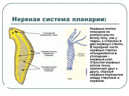 A Planaria idegrendszere