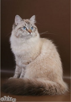 Pisica Neva Masquerade - origine, culoare, caracter, îngrijire, nutriție, fotografie - totul despre pisici și
