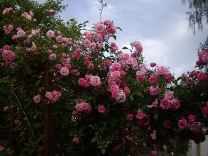Despre regulile de plantare de trandafiri de primăvară alegerea unui loc, pregătirea unui substrat și a materialului săditor