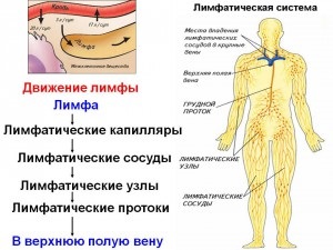 Характеристики на кръвоснабдяването на простатната жлеза