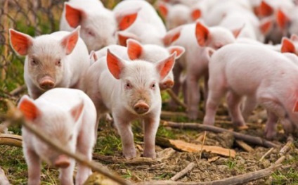 Funcțiile de reproducere a porcilor plus porcii în creștere