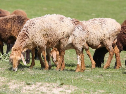 Ovine din ferma de reproducere Barakat