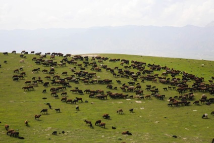 Ovine din ferma de reproducere Barakat