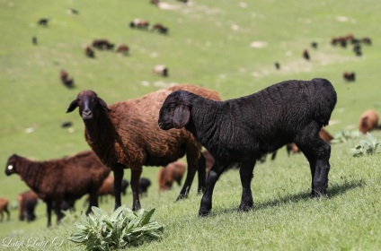 Ovine din ferma de reproducere Barakat