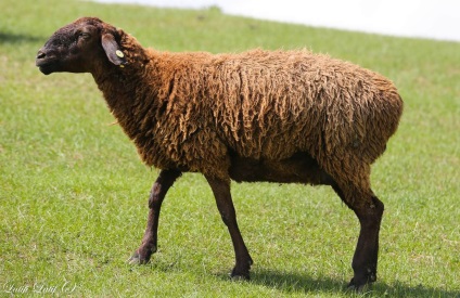 Ovine din ferma de reproducere Barakat