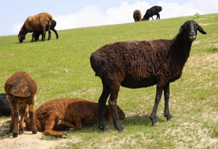 Ovine din ferma de reproducere Barakat