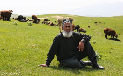 Ovine din ferma de reproducere Barakat