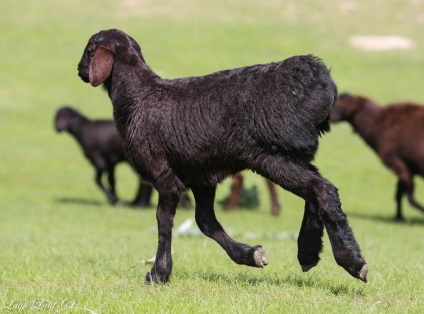 Ovine din ferma de reproducere Barakat