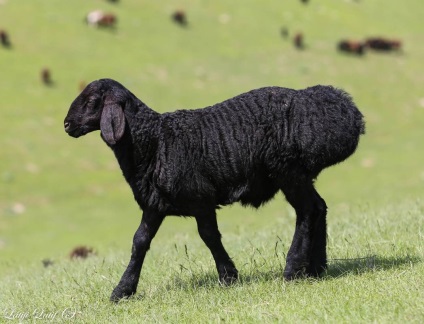 Ovine din ferma de reproducere Barakat