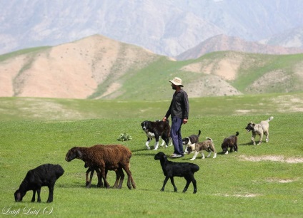 Ovine din ferma de reproducere Barakat