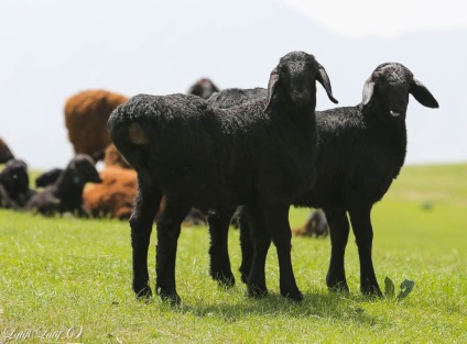 Ovine din ferma de reproducere Barakat