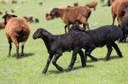 Ovine din ferma de reproducere Barakat