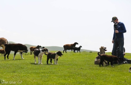 Ovine din ferma de reproducere Barakat