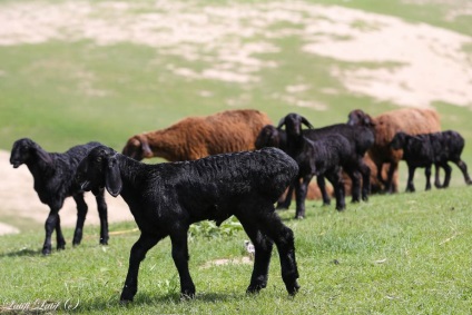 Ovine din ferma de reproducere Barakat