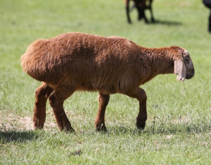 Ovine din ferma de reproducere Barakat