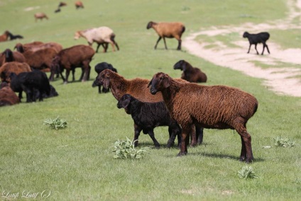 Ovine din ferma de reproducere Barakat