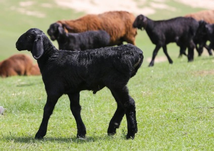 Ovine din ferma de reproducere Barakat