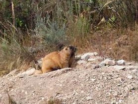 Vânătoare de marmot