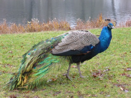 Lazienki Park, Varsó, Lengyelország leírás, fotó, hol található a térkép, hogyan lehet