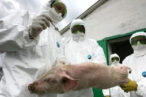 Pasteureloza la porci determină dezvoltarea bolii, a formelor și a tratamentului