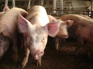 Pasteureloza la porci determină dezvoltarea bolii, a formelor și a tratamentului
