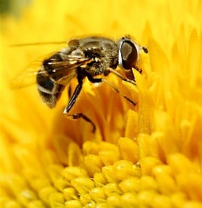Polenul de albine pentru pierderea in greutate, parul, cu diabet zaharat