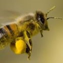 Polenul de albine pentru pierderea in greutate, parul, cu diabet zaharat