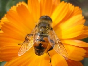 Familia reginei de albine, dronele și albinele muncitorilor