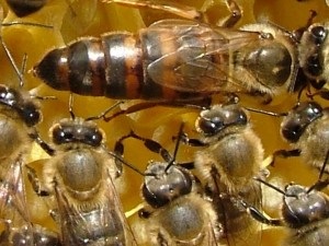Familia reginei de albine, dronele și albinele muncitorilor