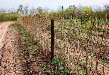 Transplantarea zmeurii în toamnă într-un loc nou, reguli simple