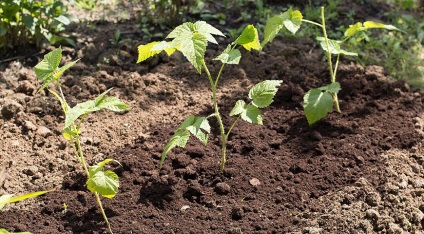 Transplantarea zmeurii în toamnă într-un loc nou, reguli simple