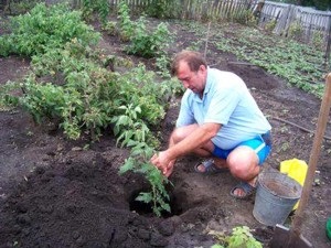 Transplantarea zmeurului în primăvară într-un loc nou în care luna este bine făcută, instrucțiuni video