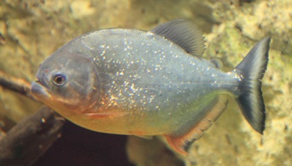 Piranha conținut, reproducere, fotografie