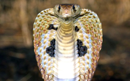 De ce șarpele a fost numit șarpe de ce șarpele este așa numit