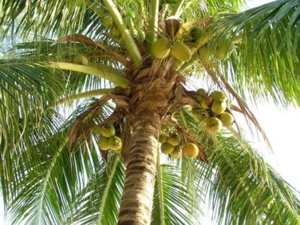Proprietăți utile de nucă de cocos, nutrienți și compoziție, recomandări și contraindicații la nuca de cocos