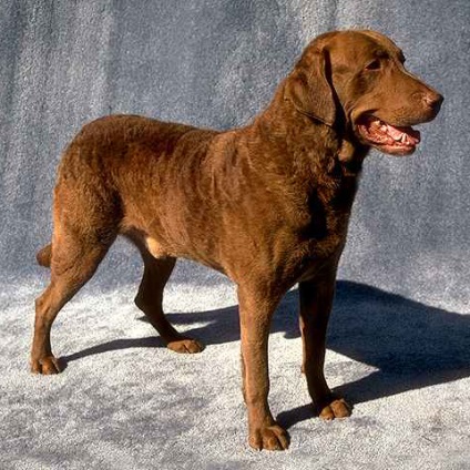 Breed Cepapi retriever - fotografie, caracter, îngrijire, formare, boală, preț câine