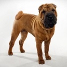 Breed Cepapi retriever - fotografie, caracter, îngrijire, formare, boală, preț câine