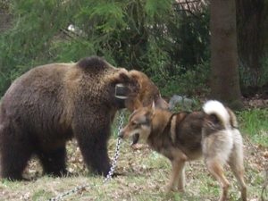 După o sarcină falsă la câini, atunci când estrus, heppidogs