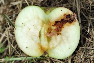 Tratarea corectă a grădinii de la dăunători de merișori - măturări-rupte, afide de mere, acarieni de fructe
