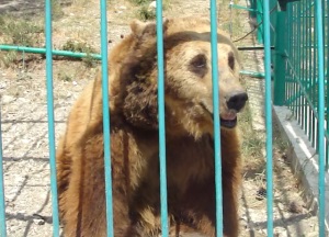 Am ajuns în Gelendzhik, verificăm parcul de safari, Gelendzhik de la kabardinka la tehshebsa