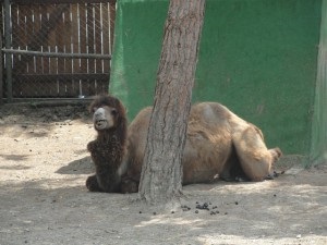 Am ajuns în Gelendzhik, verificăm parcul de safari, Gelendzhik de la kabardinka la tehshebsa