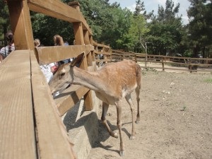 Am ajuns în Gelendzhik, verificăm parcul de safari, Gelendzhik de la kabardinka la tehshebsa