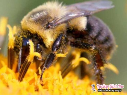 Aplicarea polenului de albine