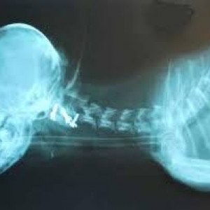 Probleme cu coloana vertebrală cervicală la câini, apelul de urgență veterinar la domiciliu 24h