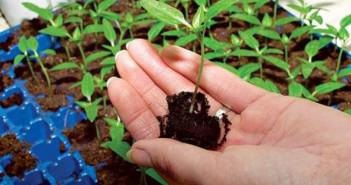 Cultivarea răsadurilor de vinete în comprimate de turbă, din semințe