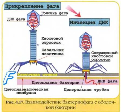 Reproducerea bacteriofagilor