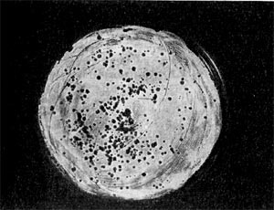 Fágok reprodukálása - stadopedia