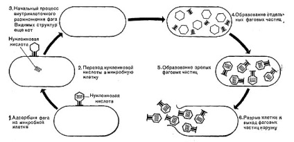 Fágok reprodukálása - stadopedia