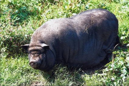 Porci de reproducție ca o afacere