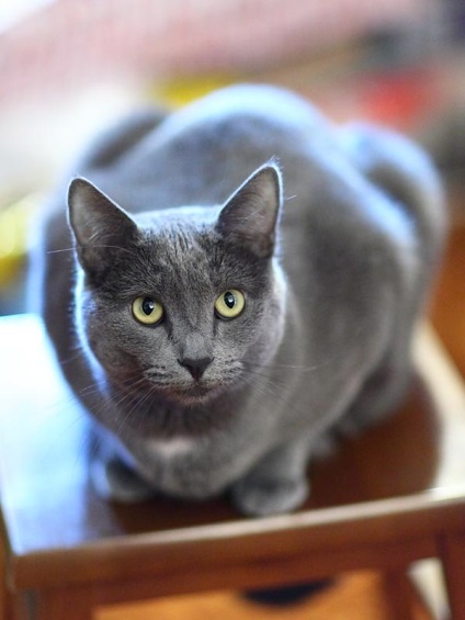 Pisica albastră rusă de pe malurile Albionului cețos - germeni ai vieții